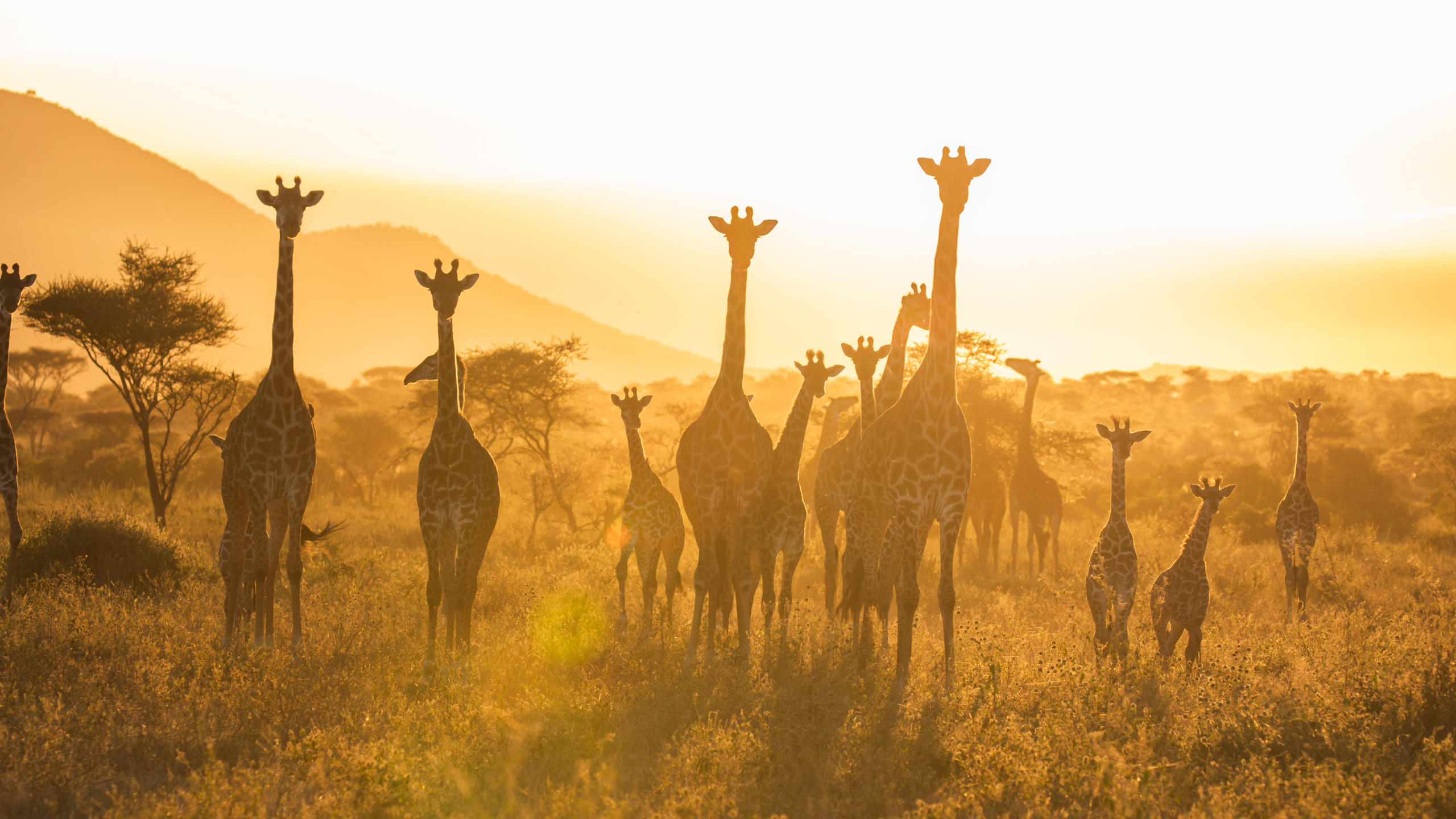 The Serengeti 6 Day Trail