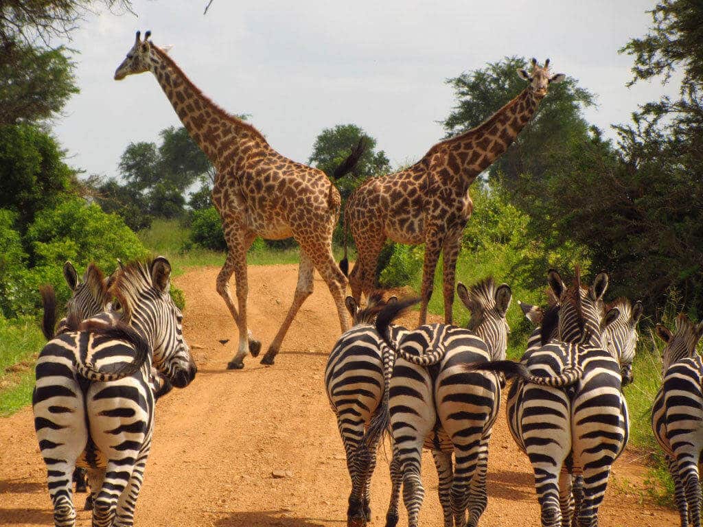 10 Days Uganda Wildlife Safari