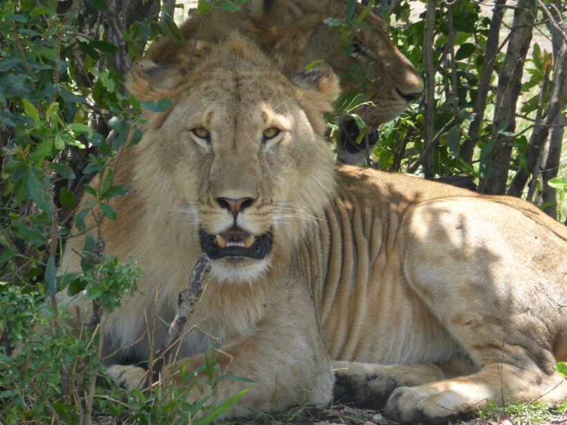 14 Day Best Of Adventure Safari