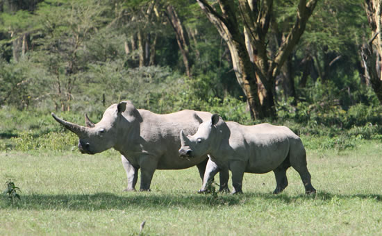 6 Days Luxury Rhino Kenya Safari
