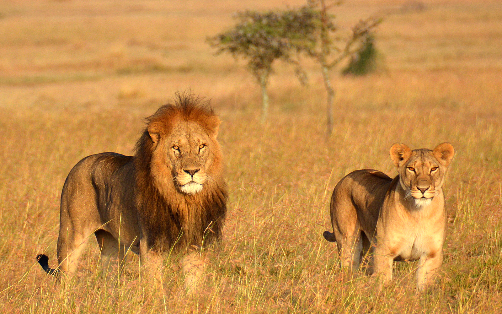 5 Day Group Camping Safari