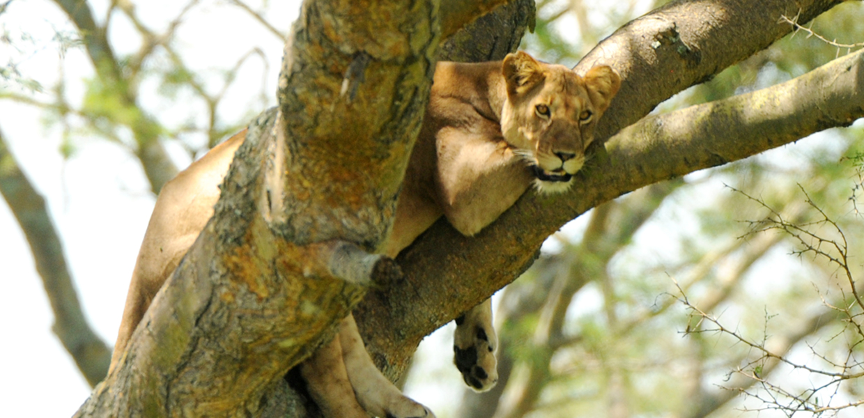 10 Days Uganda Wildlife Tour