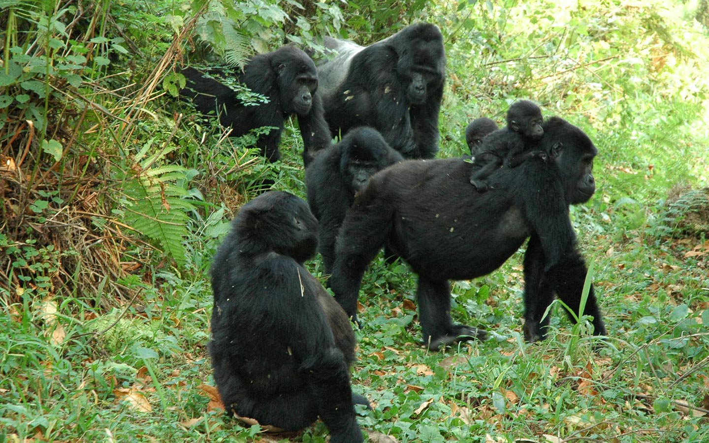 Ultimate Uganda Primates Safari