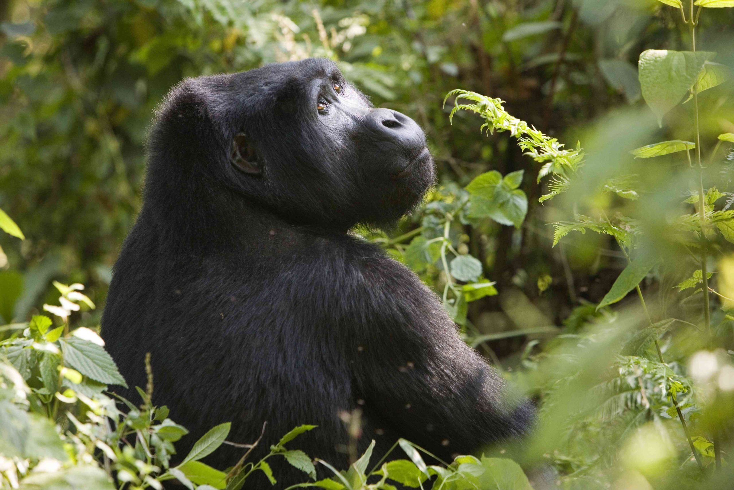 4 Days Gorilla Trekking Uganda