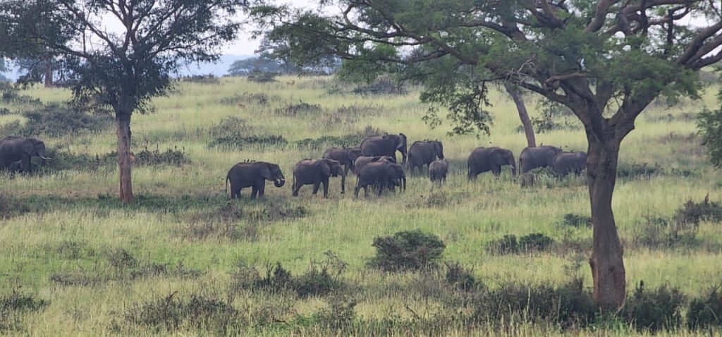7 Day Uganda Wildlife Safari