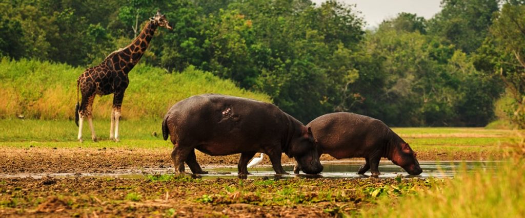 4 Day Queen Elizabeth National Park Safari & Bwindi Gorilla Trek