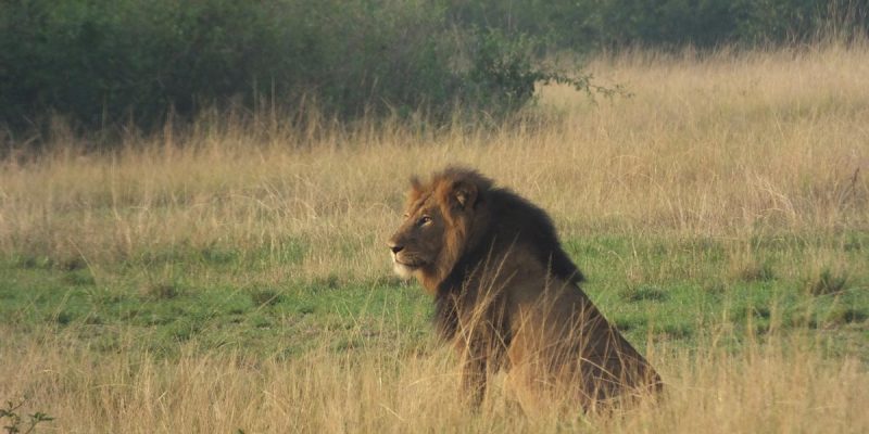 21 Days Wildlife & Primates Safari