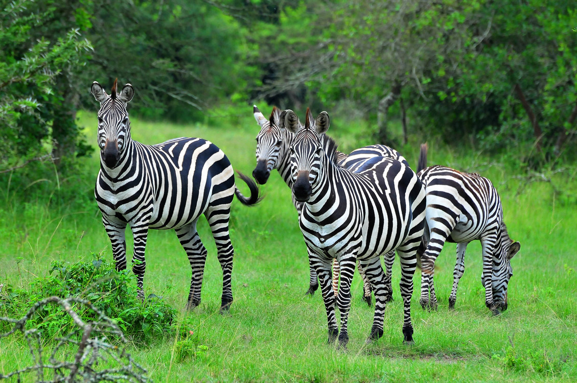 10 Days Uganda Safari Tour & Holiday