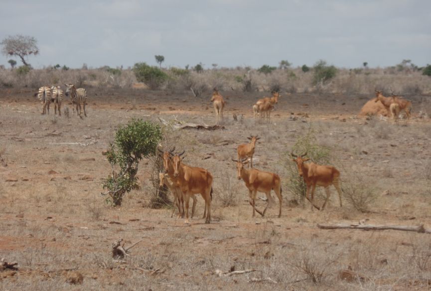 2 Day Diani / Mombasa Road Safari to Tsavo East National Park