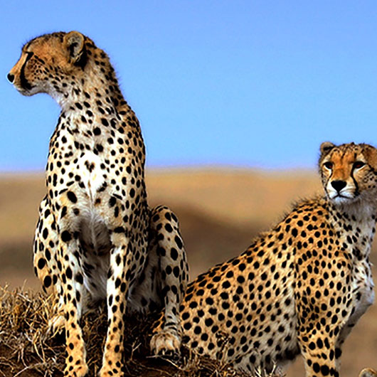 3 Day Wildlife Safari in Tanzania