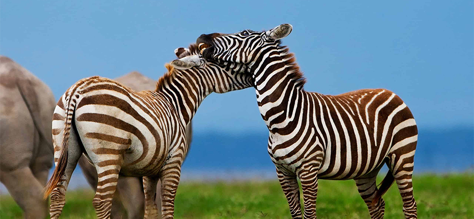 3 Day Masai Mara Safari