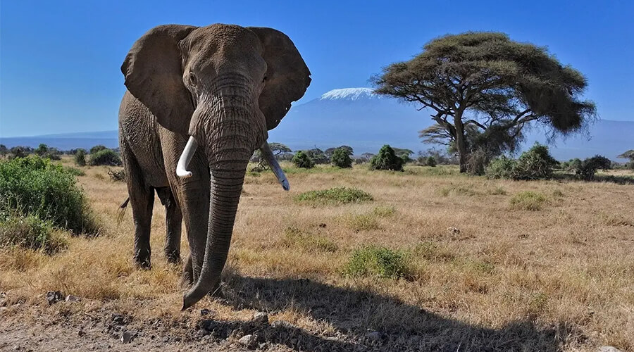 3 Days Amboseli Kenya Safari