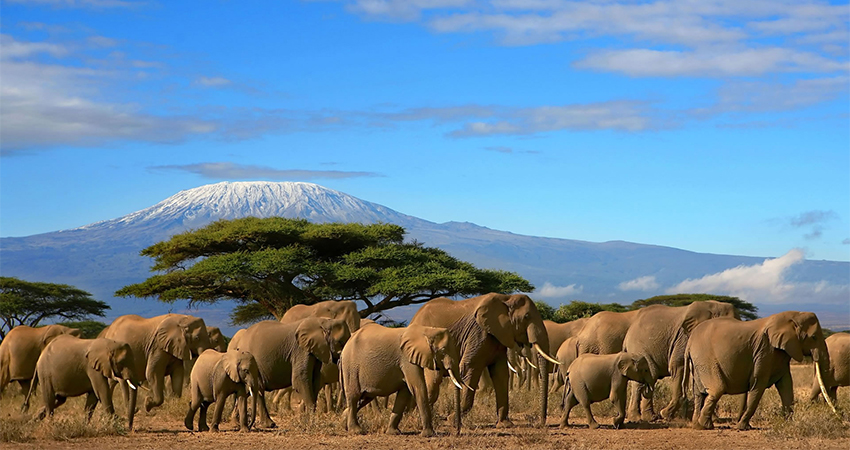 3 Day Amboseli National Park Safari