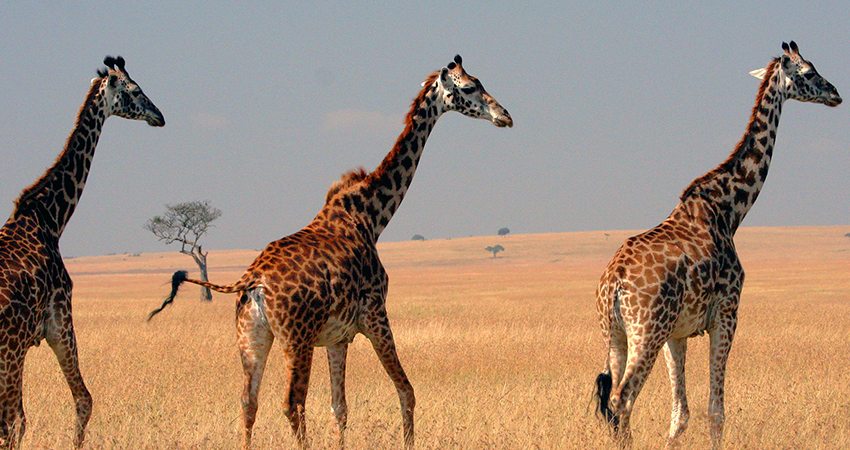 3 Days Maasai Mara Kenya Safari