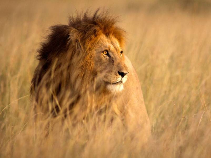 Taste of Kenya Wildlife Safari