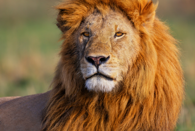 12 Day Safari & Beach