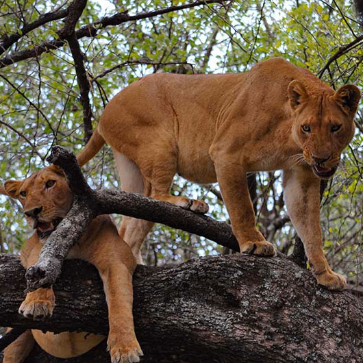 6 Day Tanzania Tour & Safari