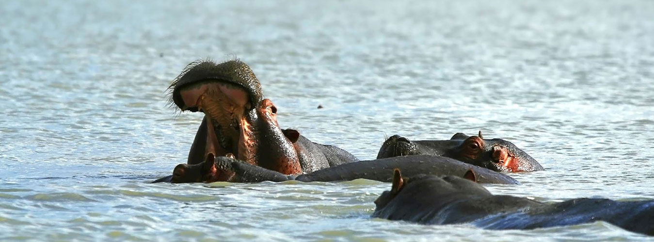 7 Days Masai Mara, Lake Naivasha, Lake Nakuru & Amboseli Safari