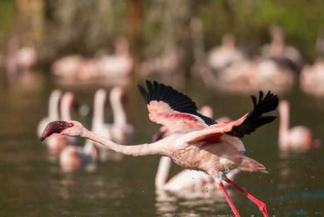 Lake Naivasha to Hell's Gate Tour Package