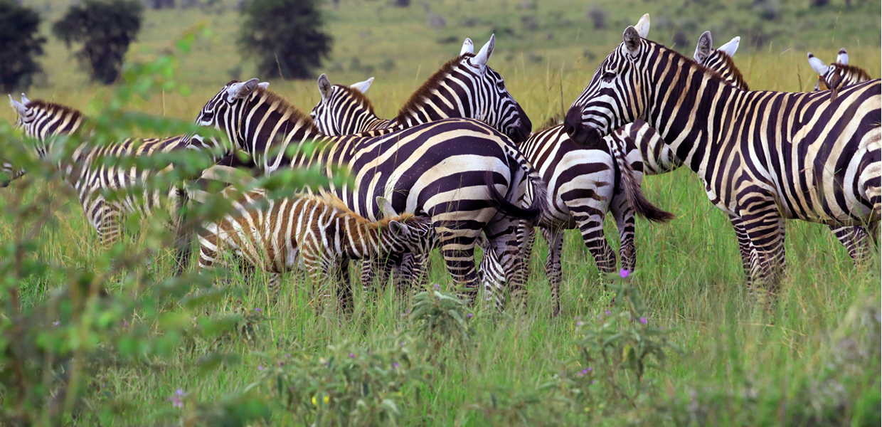 4 Days Lake Mburo National Park Tour