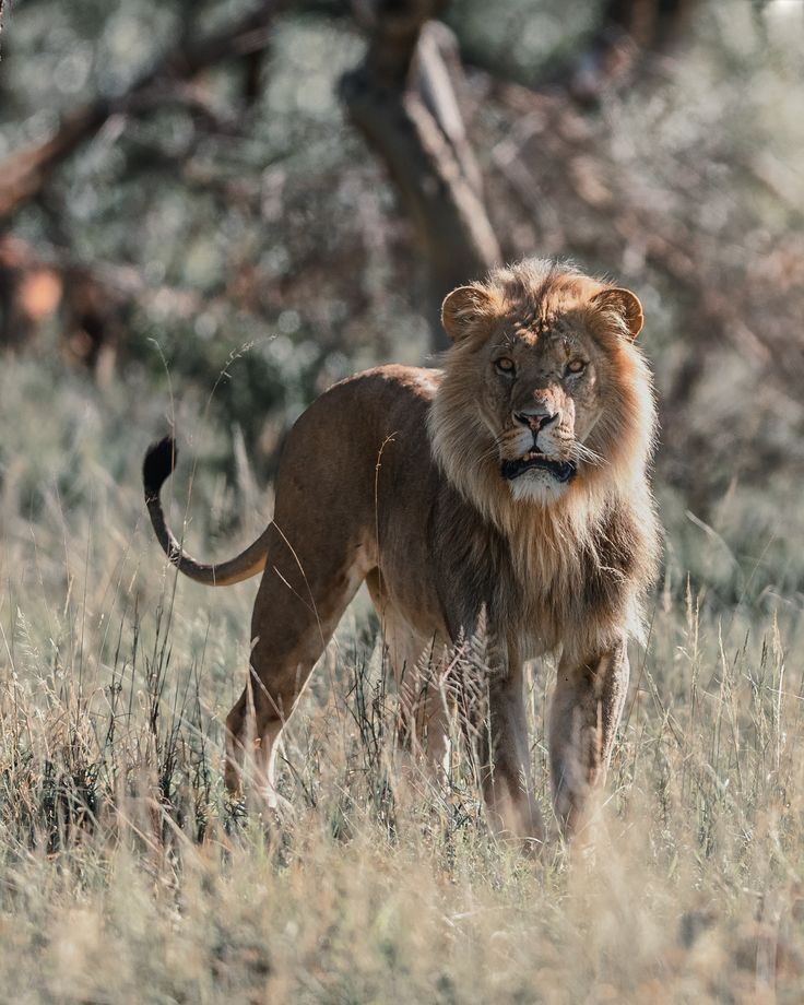 8-Day Mt Kilimanjaro Meets Masai Mara Upper Mid-Range