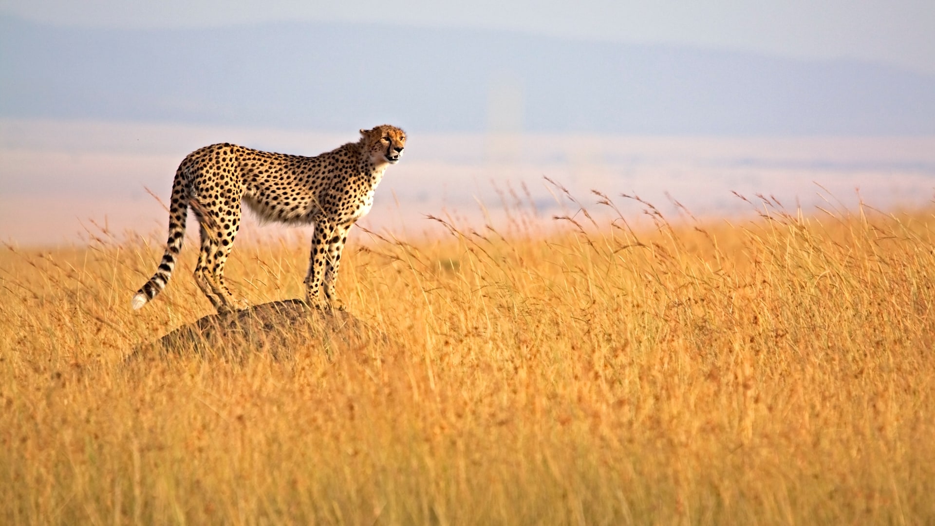 3 Day Masai Mara Safari