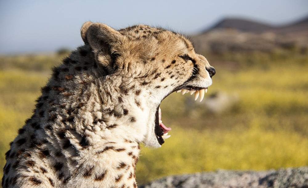 5 Day Hakuna Matata Tour Upper-Level Mid-Range Safari