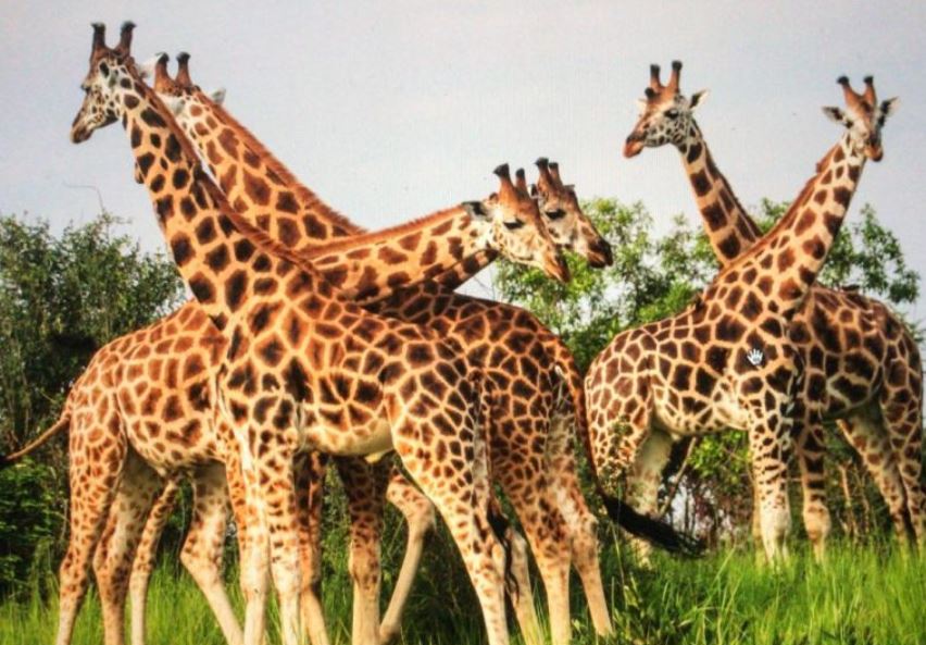 3 Day Murchison Falls Wildlife Safari