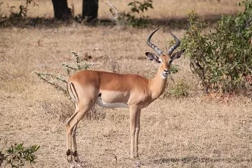 11 Day Kenya & Tanzania Safari