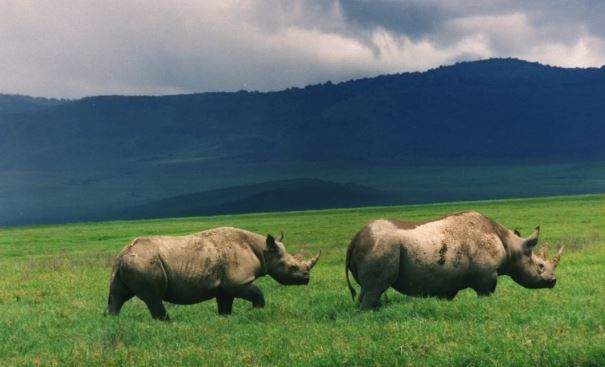 3 Day Luxury Tanzania Safari