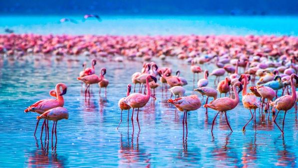 5 Day Luxury Tanzania Safari