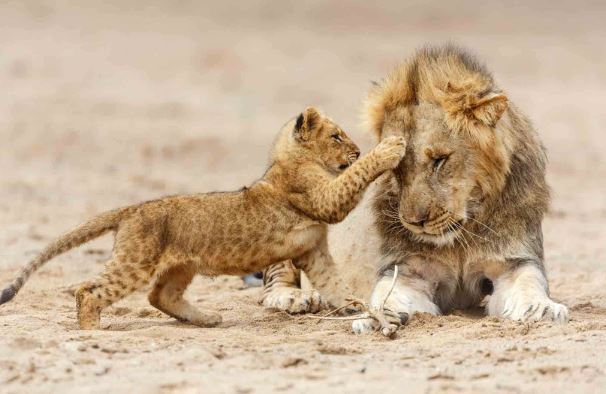 6 Day Luxury Tanzania Safari