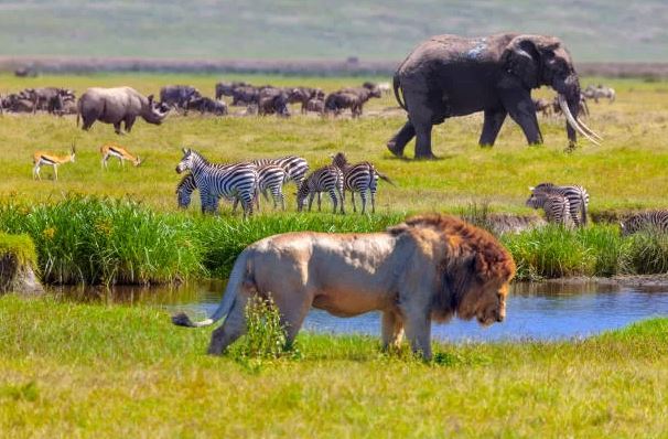 3 Day Mid-Range Tanzania Safari