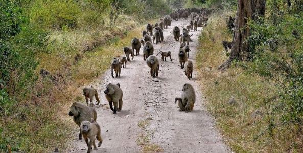 4 Day Mid-Range Tanzania Safari