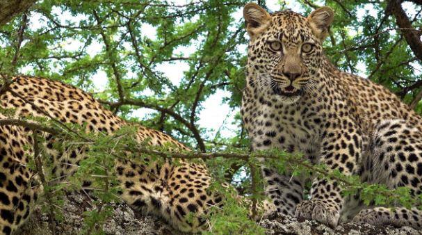5 Day Mid-Range Tanzania Safari