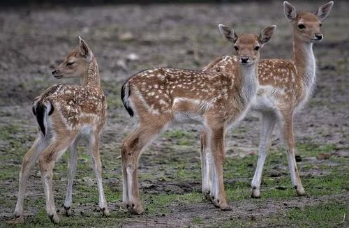 7 Day Combined Kenya & Tanzania Safari