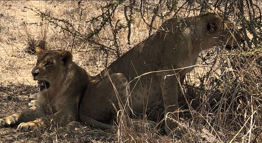 Kenya Honeymoon Safari