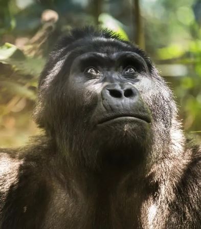 3 Nights of Gorillas in the Misty Bwindi Impenetrable Forest