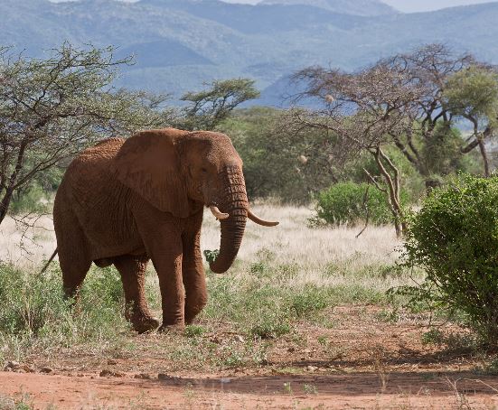 12 Day Magical Kenya Private Safari