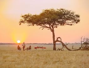 7 Day High-End Tanzania Safari