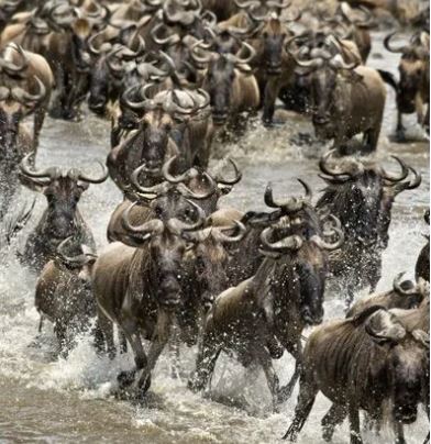 Wildlife & Photographic Safari