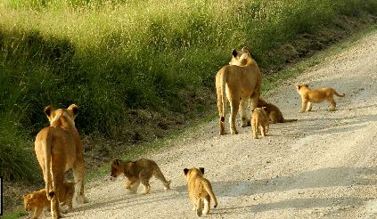 Kenya Honeymoon Safari