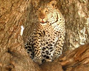 Family Holiday Safari