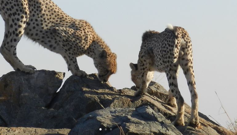 Spectacular Tanzania Safari