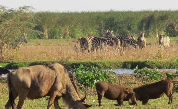 Jambo Tanzania Safari