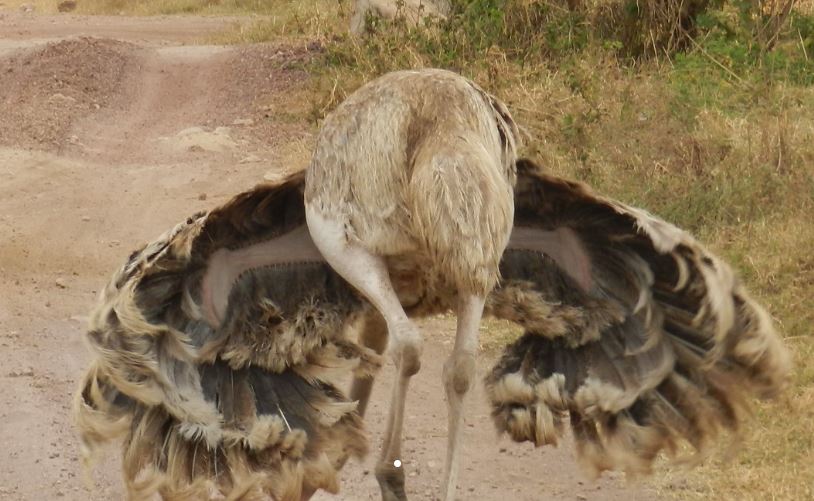 Highlights of Tanzania Safari