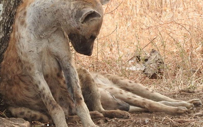 Tanzania Discovery Safari