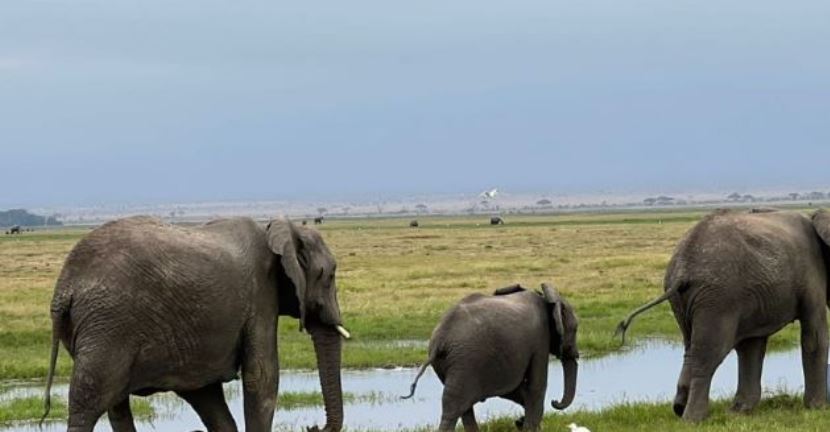 3 Day Amboseli National Park Safari