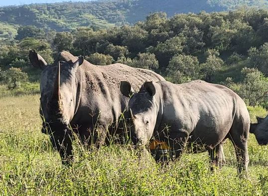 11 Day Classic Kenya & Tanzania Safari