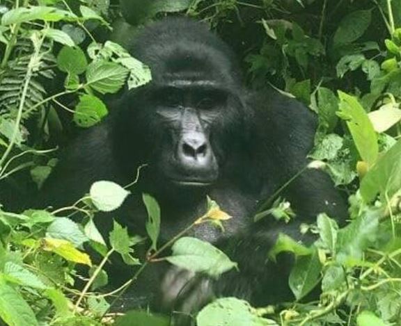 2 Day Gorilla Trekking in Uganda